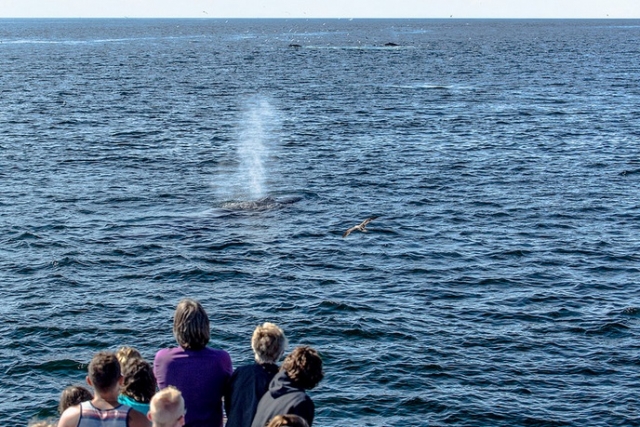  whale watching from the boat 